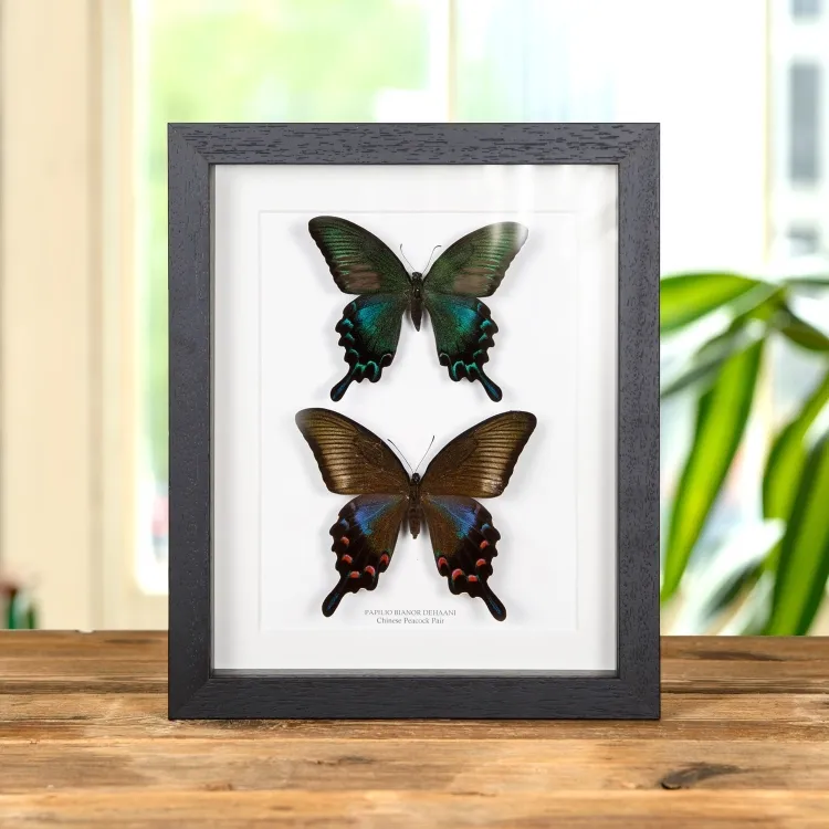 Chinese Peacock Pair In Box Frame (Papilio bianor dehaani)