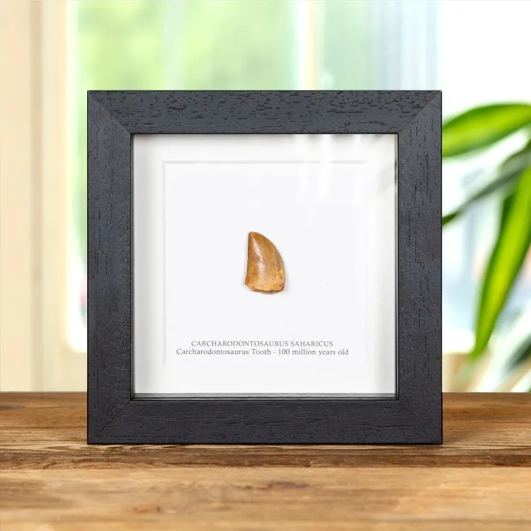 Carcharodontosaurus Dinosaur Tooth In Fossil Frame (Carcharodontosaurus saharicus)