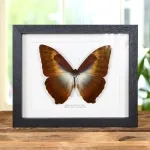 Minibeast Morpho Cisseis Orange Form Butterfly In Box Frame (Morpho cisseis gahua)