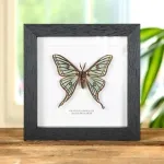 Minibeast Spanish Moon Moth In Box Frame (Graellsia isabellae)