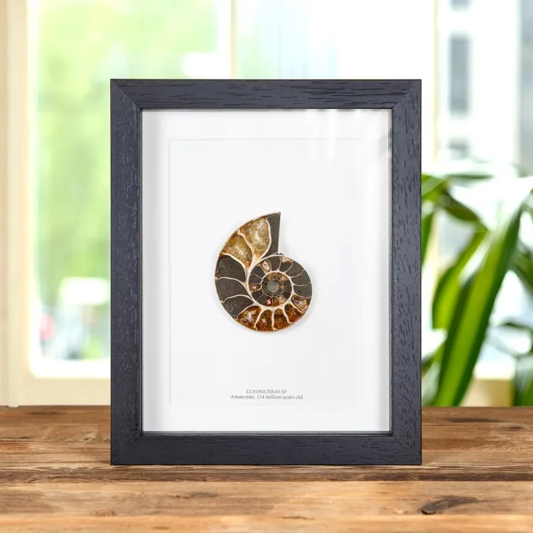 Ammonite Cut & Polished Fossil In Box Frame (Cleoniceras sp)