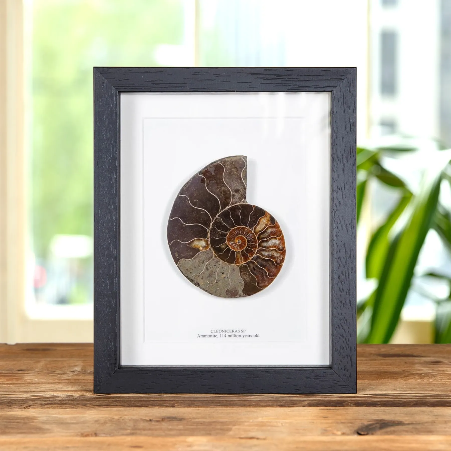 Minibeast Tagliato e Fossile di Ammonite Lucidato in Cornice (Cleoniceras sp)