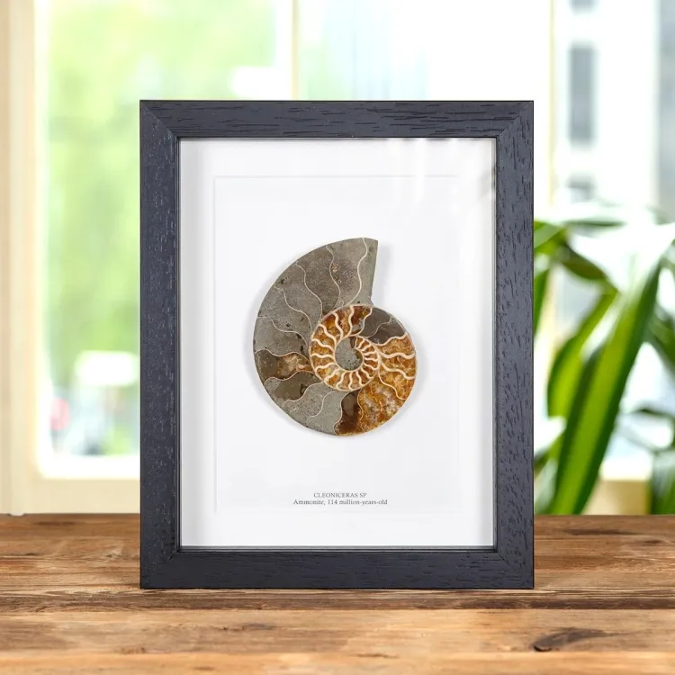 Cut &amp; Polished Ammonite Fossil In Box Frame (Cleoniceras sp)