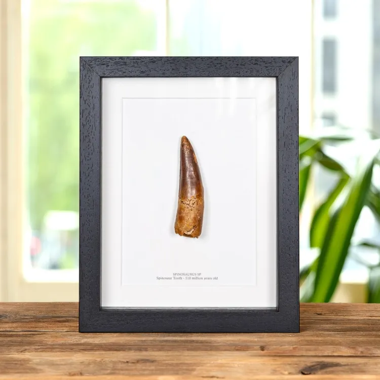 Collector Grade Spinosaurus Dinosaur Tooth Fossil in Box Frame (Spinosaurus aegyptiacus)