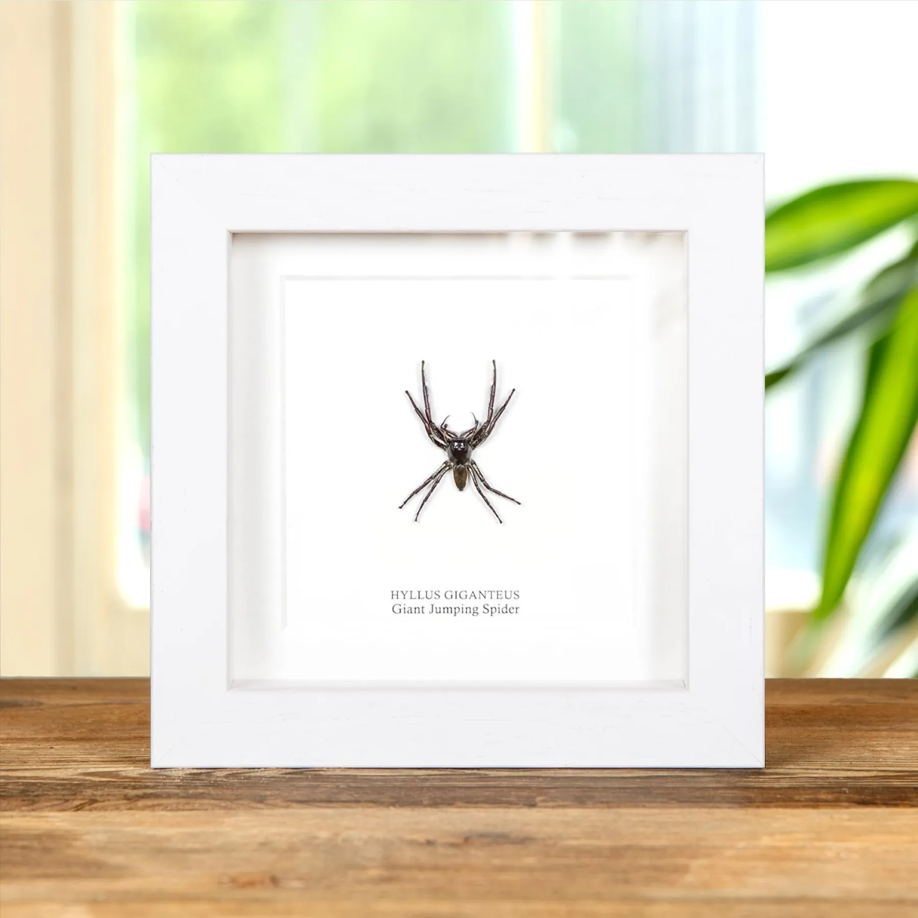 Worlds Largest Giant Jumping Spider In Box Frame (Hyllus giganteus) Minibeast Worlds Largest Giant Jumping Spider In Box Frame (Hyllus giganteus)