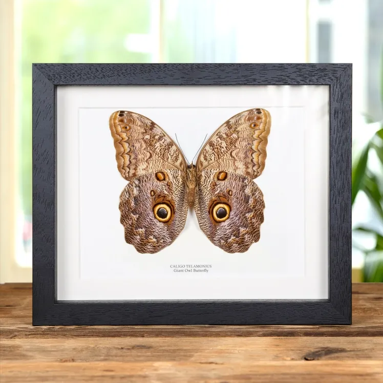 Giant Owl Butterfly In Box Frame (Caligo telamonius)