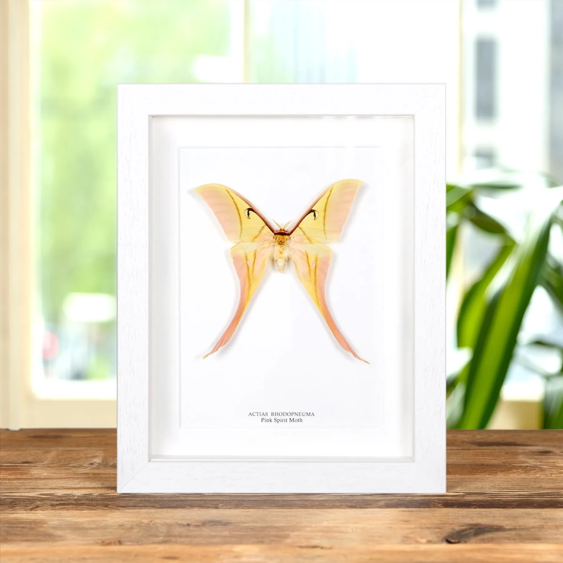 Minibeast Rarely Seen Pink Spirit Moth In Box Frame (Actias rhodopneuma)
