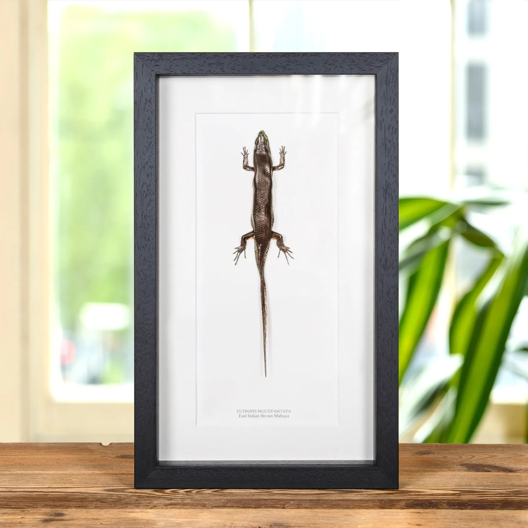 Minibeast East Indian Brown Mabuya In Box Frame (Eutropis multifasciata)