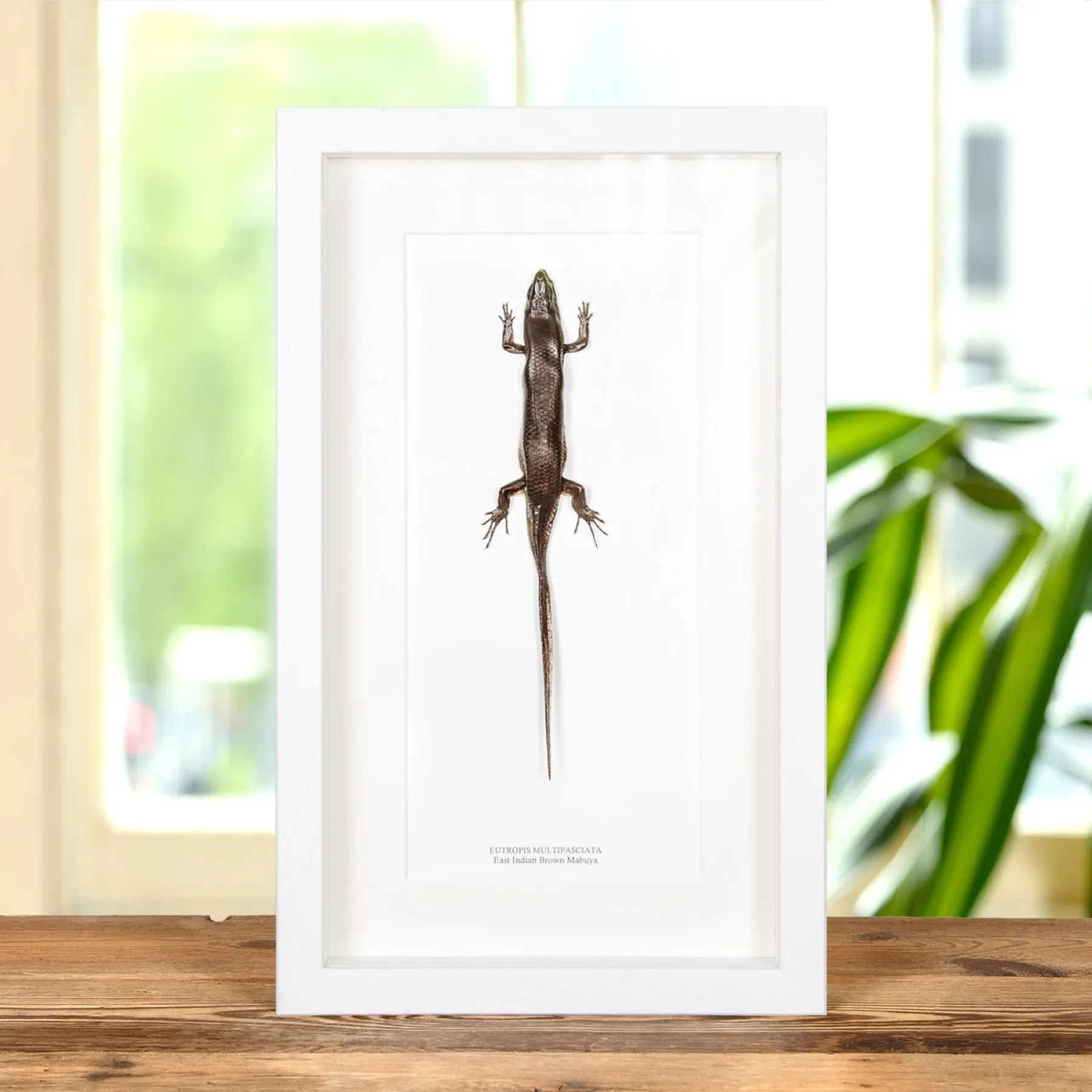 Minibeast East Indian Brown Mabuya In Box Frame (Eutropis multifasciata)