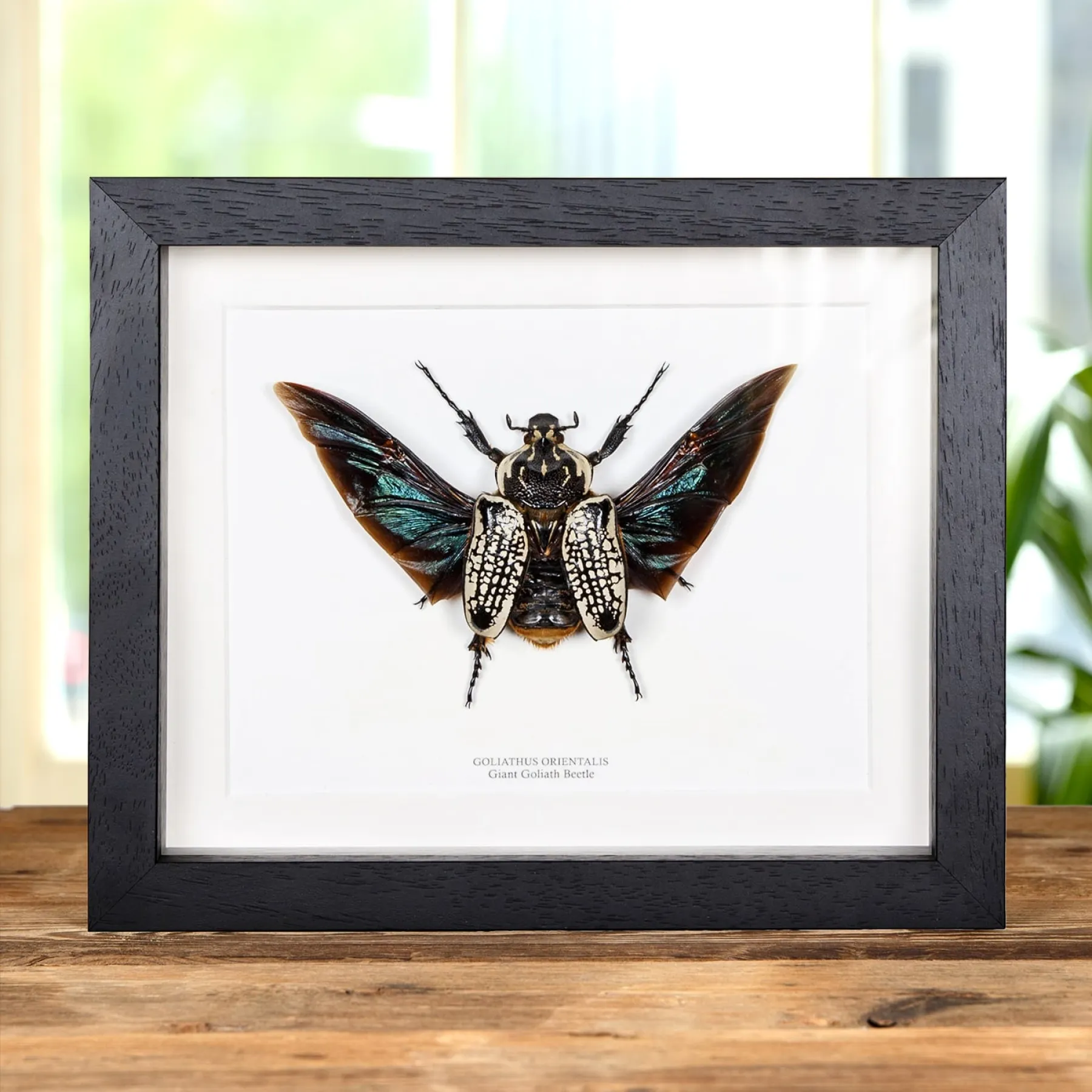 Minibeast Vrouwelijke Reusachtige Goliathkever in Lijst (Goliathus orientalis)