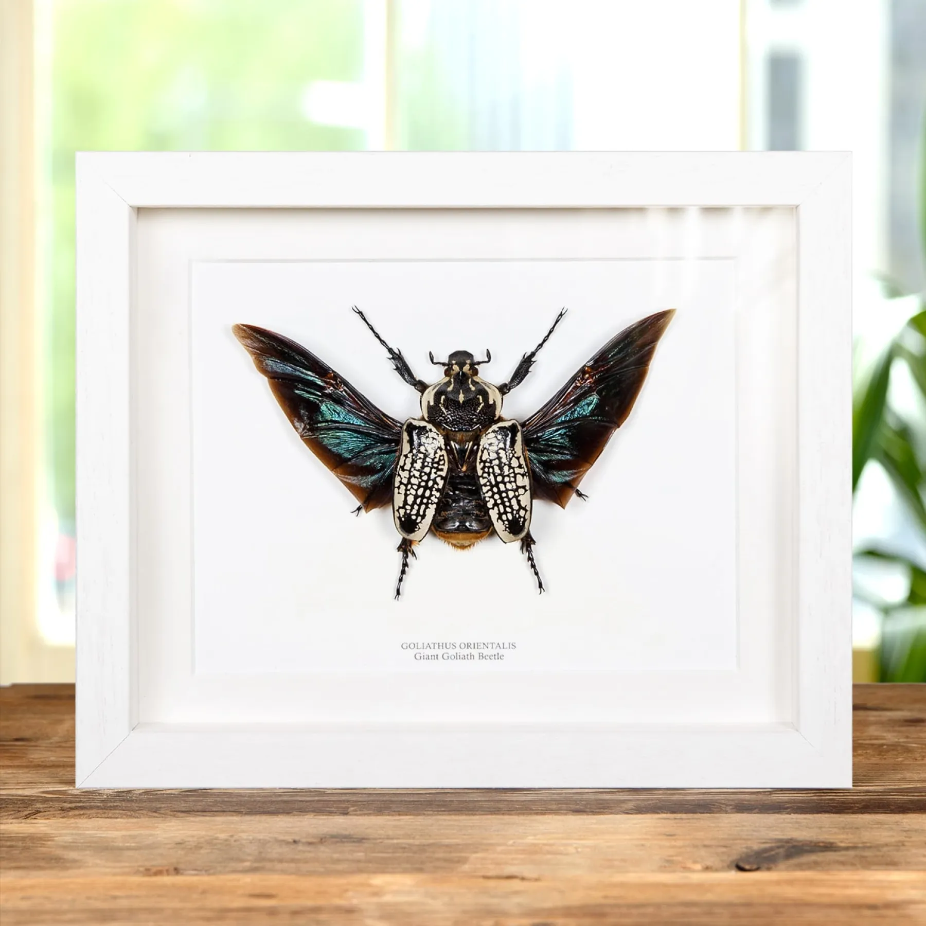 Minibeast Vrouwelijke Reusachtige Goliathkever in Lijst (Goliathus orientalis)