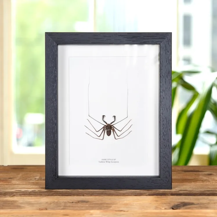Tailless Whip Scorpion In Box Frame (Amblypygi sp)