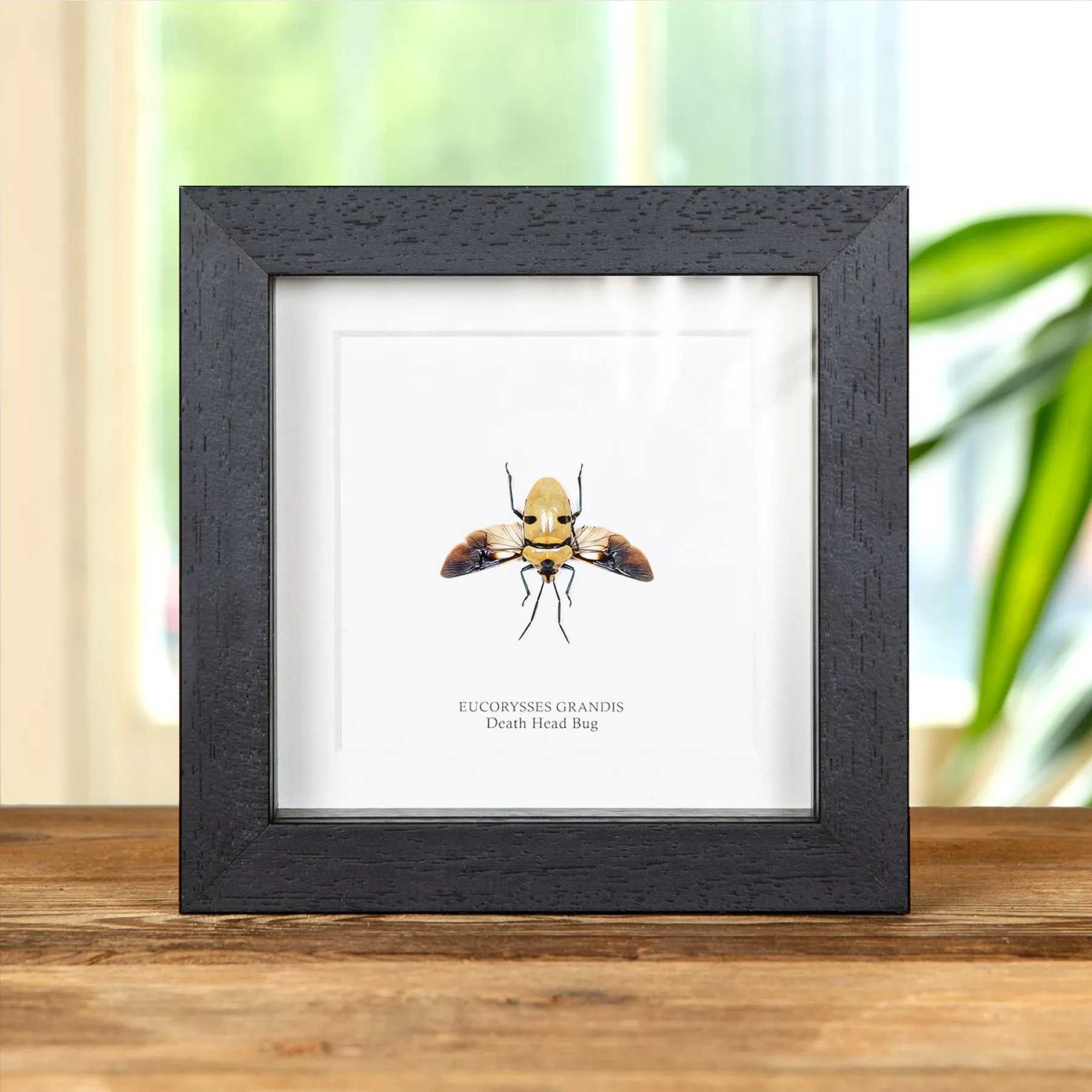 Death Head Bug with Wings Spread In Box Frame (Eucorysses grandis) Minibeast Death Head Bug with Wings Spread In Box Frame (Eucorysses grandis)