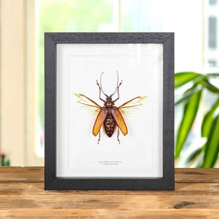 <strong>Long Horn Beetle In Box Frame (Xixuthrus lunicollis)</strong><br>Price: $144.99<br>Frame size: 8 x 10 Long Horn Beetle In Box Frame (Xixuthrus lunicollis)