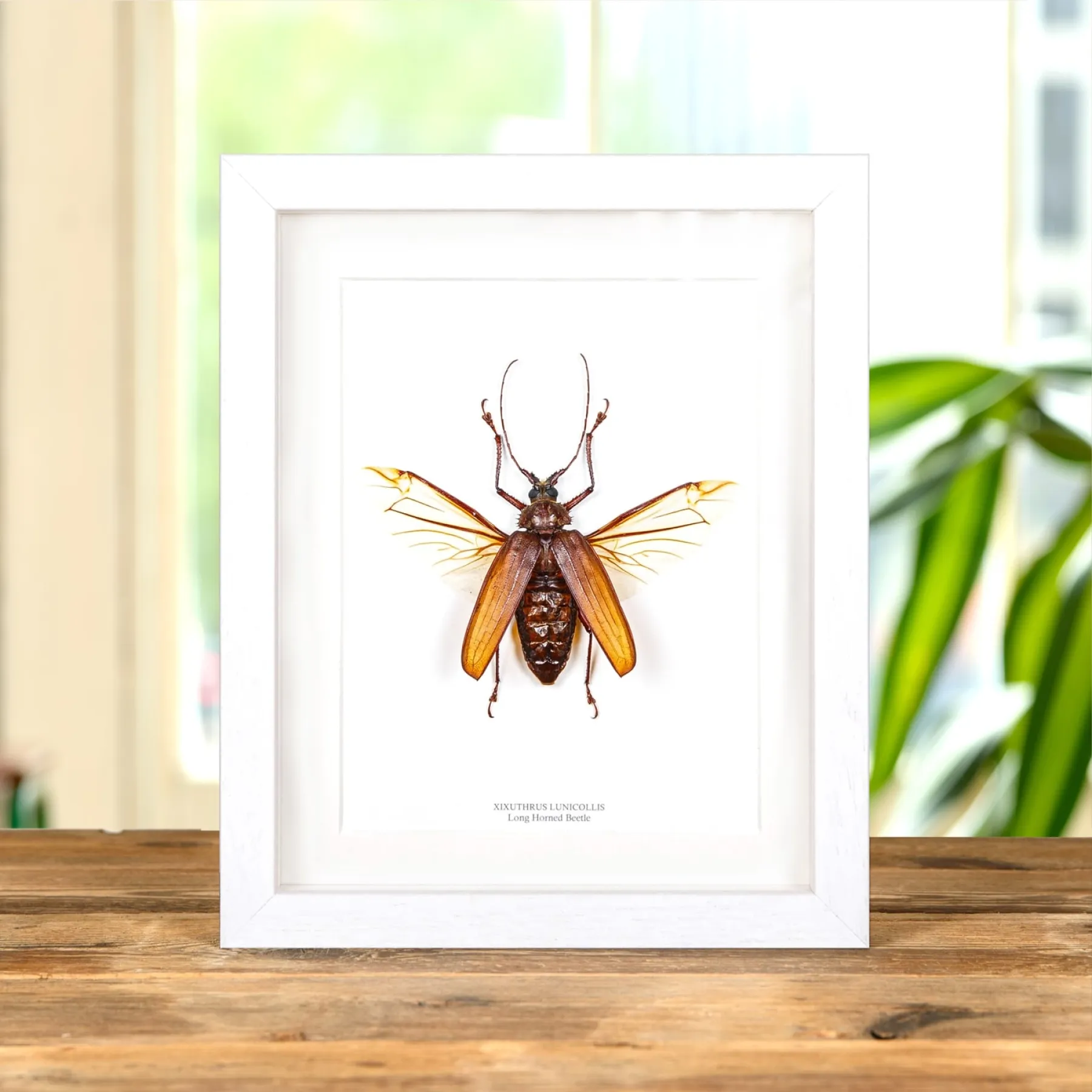 Minibeast Scarabée longicorne dans un cadre (Xixuthrus lunicollis)