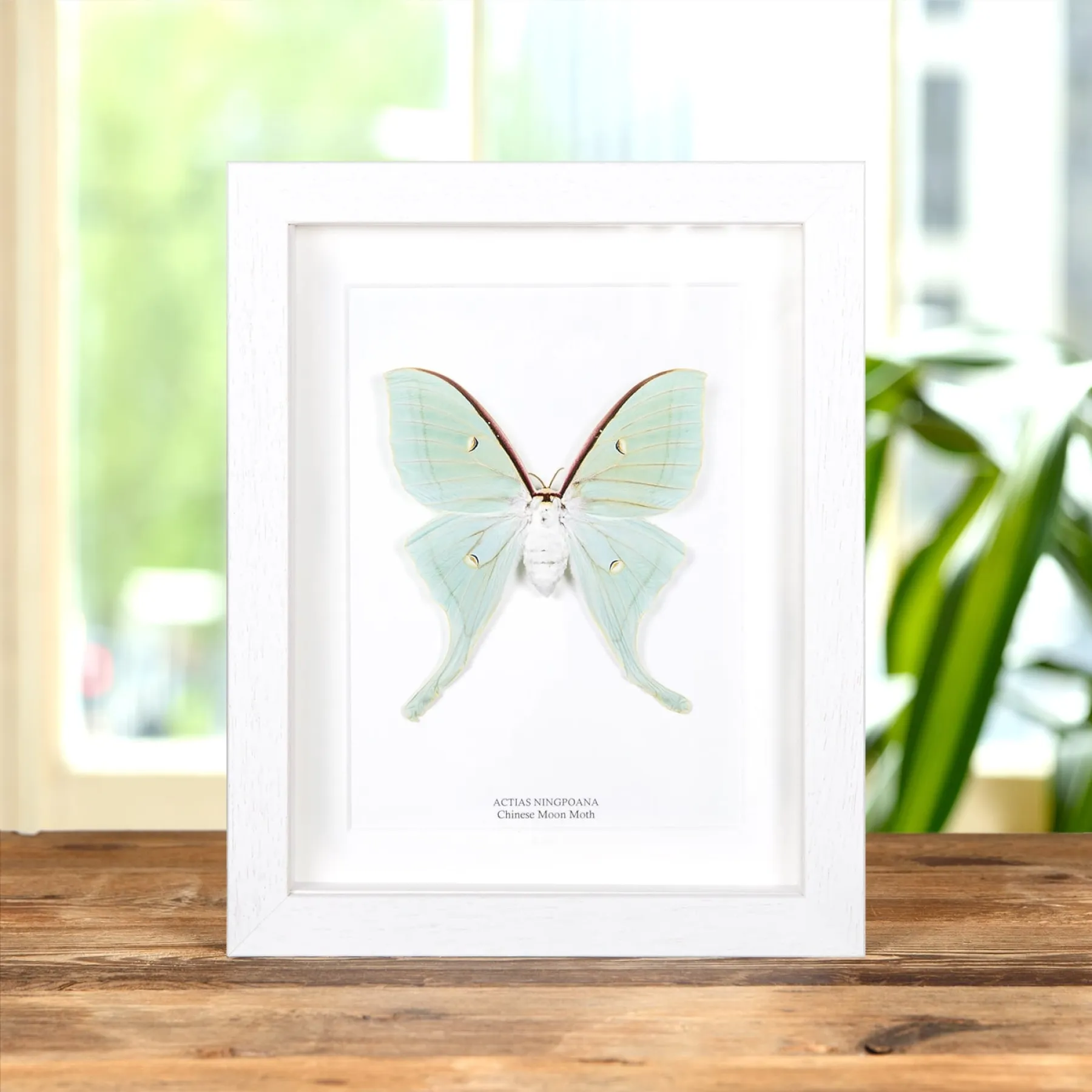 Minibeast Chinese Moon Moth In Box Frame (Actias ningpoana)