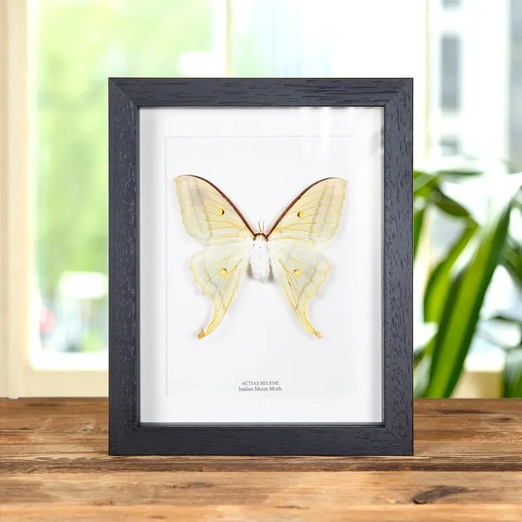 Female Indian Moon Moth In Box Frame (Actias selene)