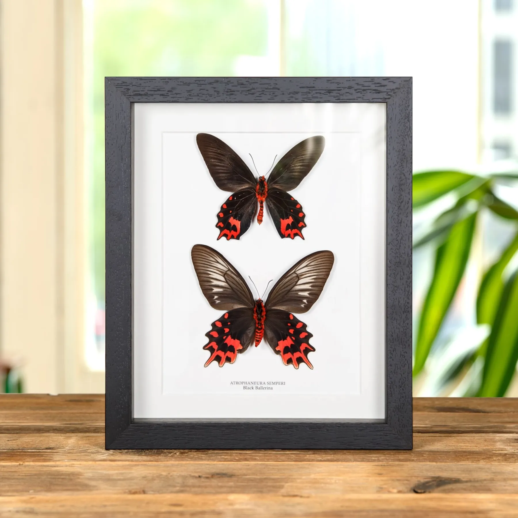 Minibeast Farfallina Ballerina Nera Maschio e Femmina coppia in Cornice (Atrophaneura semperi)