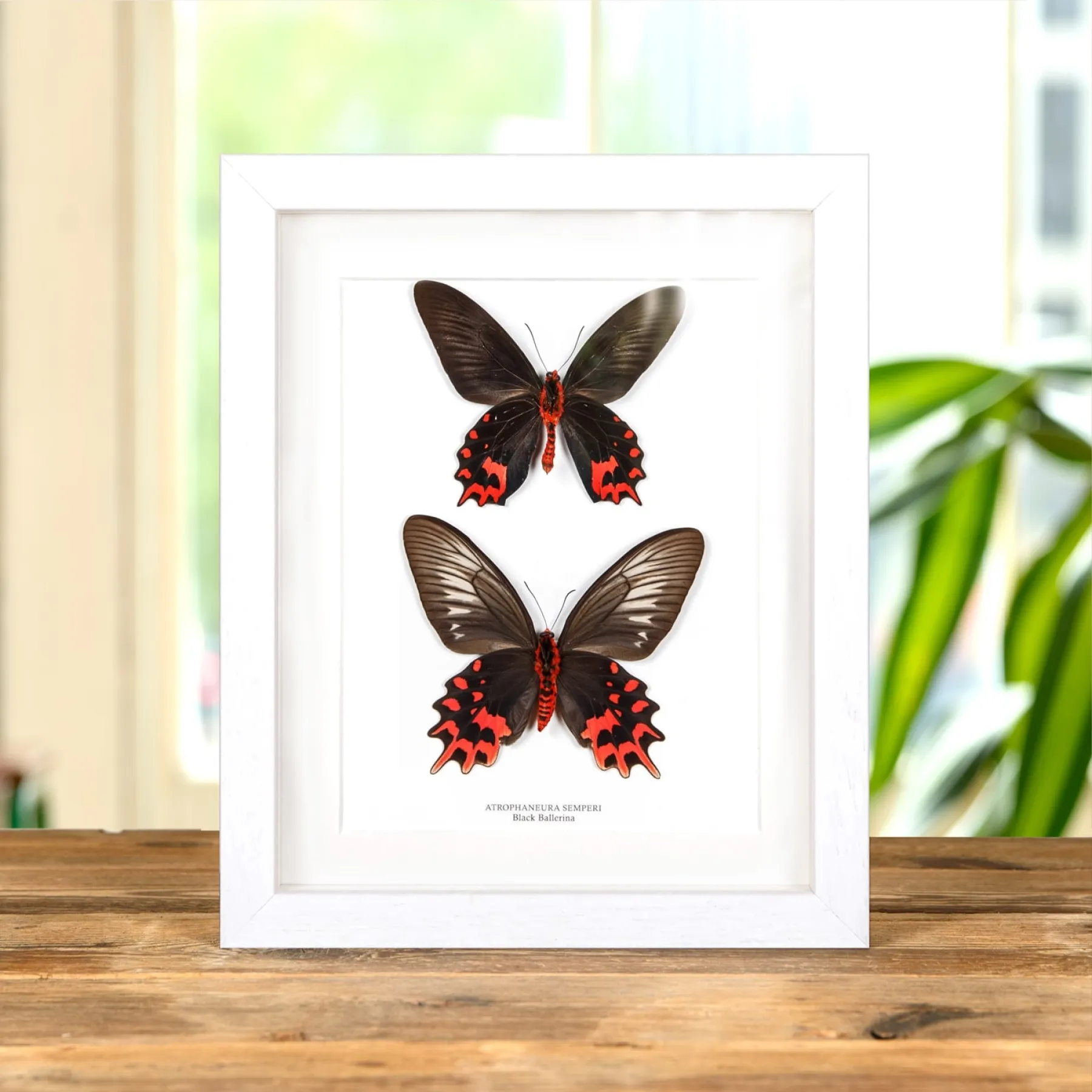 Minibeast Farfallina Ballerina Nera Maschio e Femmina coppia in Cornice (Atrophaneura semperi)