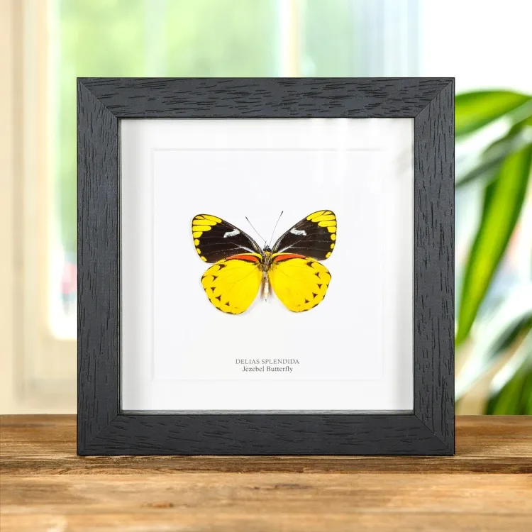 Jezebel Butterfly In Box Frame (Delias splendida)