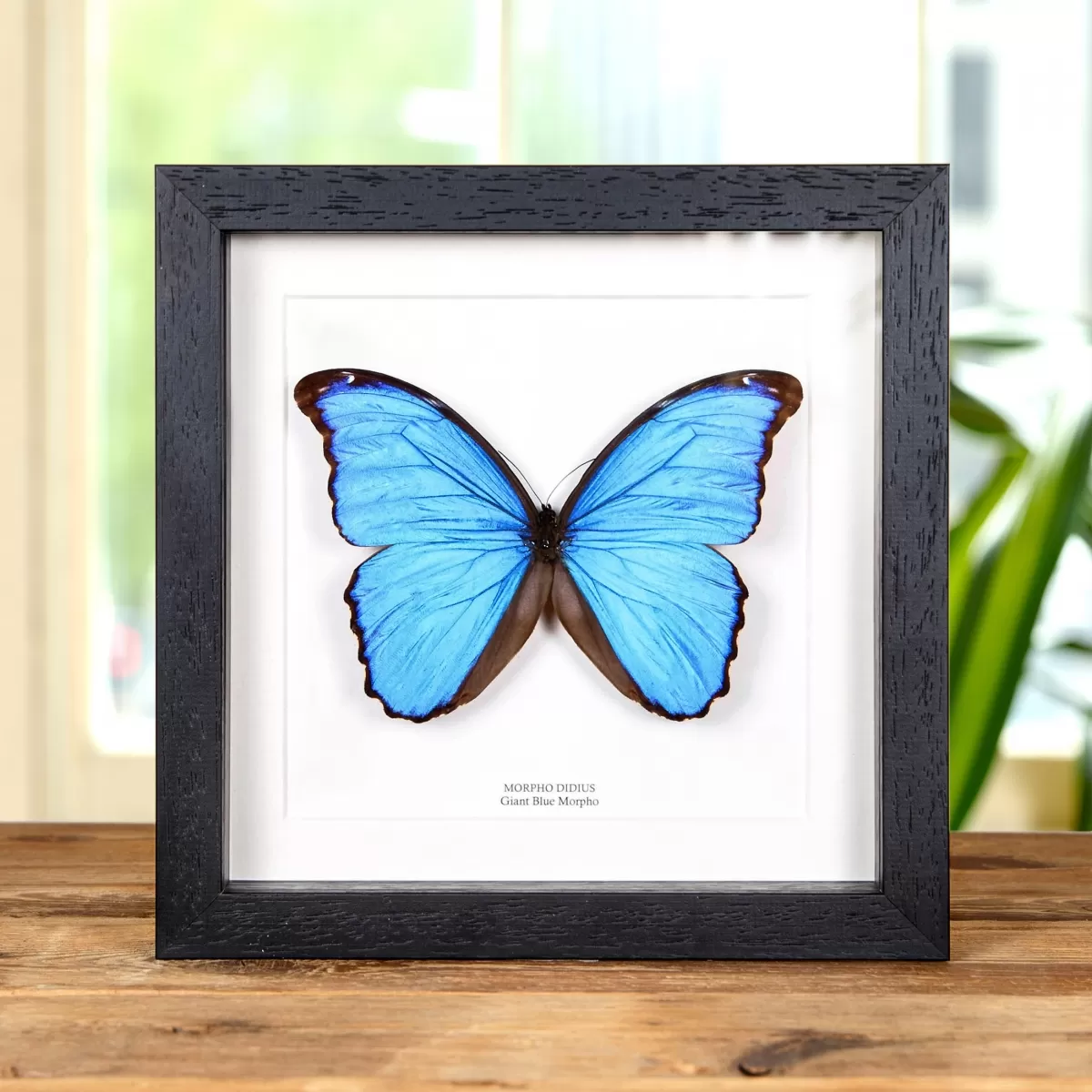 Minibeast Blue Morpho Butterfly  in 8 x 8 Inch Box Frame (Morpho didius)