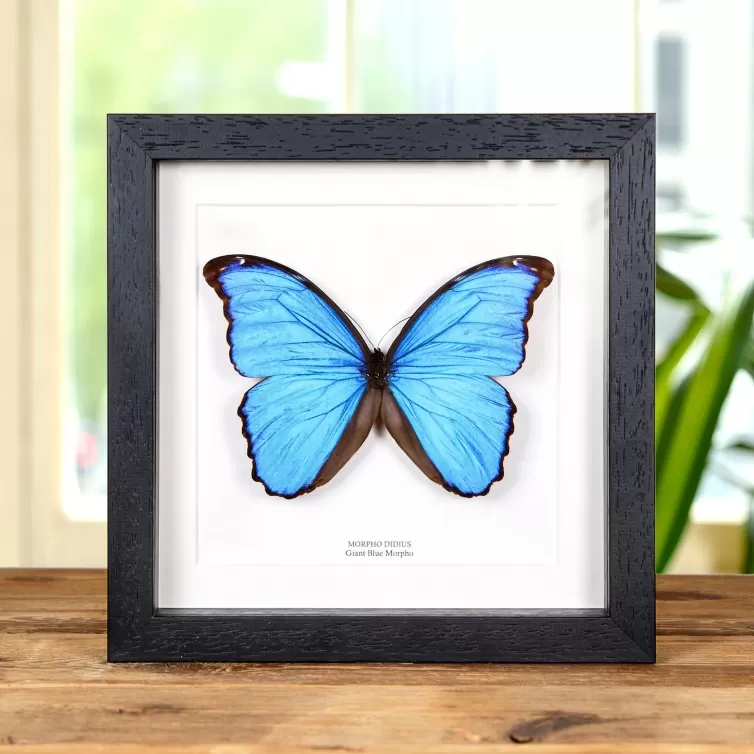 Blue Morpho Butterfly  in 8 x 8 Inch Box Frame (Morpho didius)