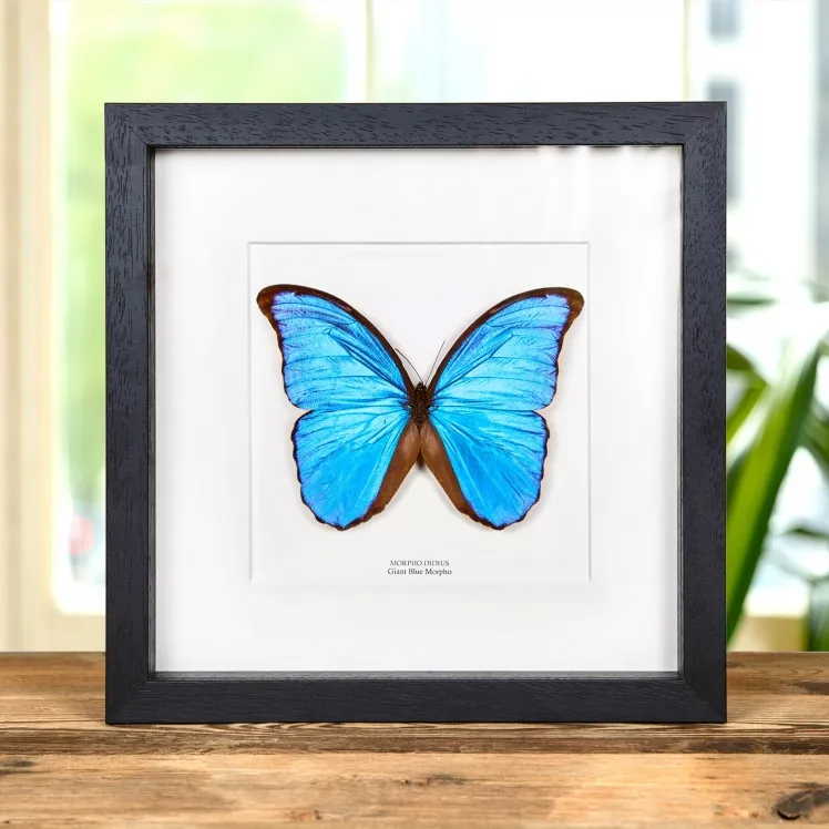 Blue Morpho Butterfly In 10 x 10 Box Frame (Morpho didius)