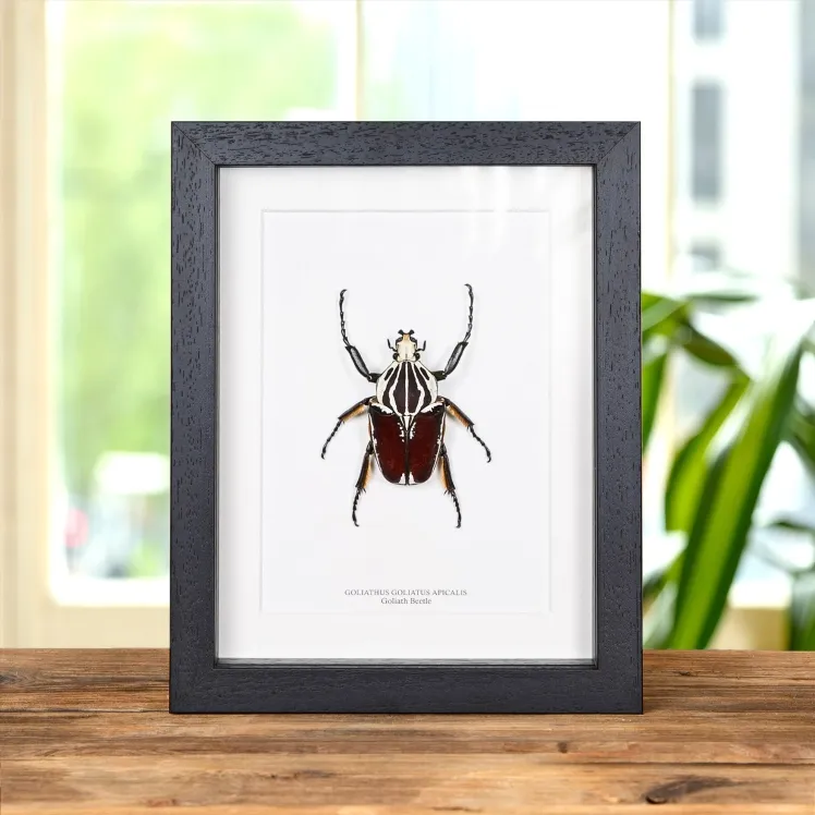 Goliath Beetle In Box Frame (Goliathus goliatus)