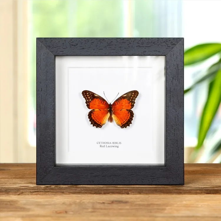 Red Lacewing In Box Frame (Cethosia biblis)