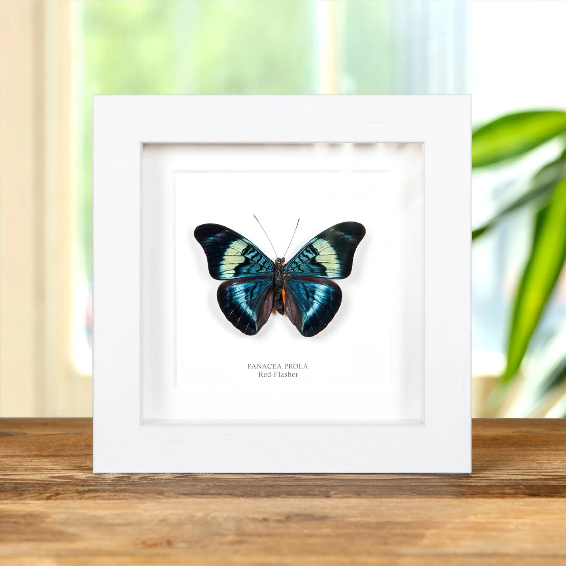 Red Flasher In Box Frame (Panacea prola)