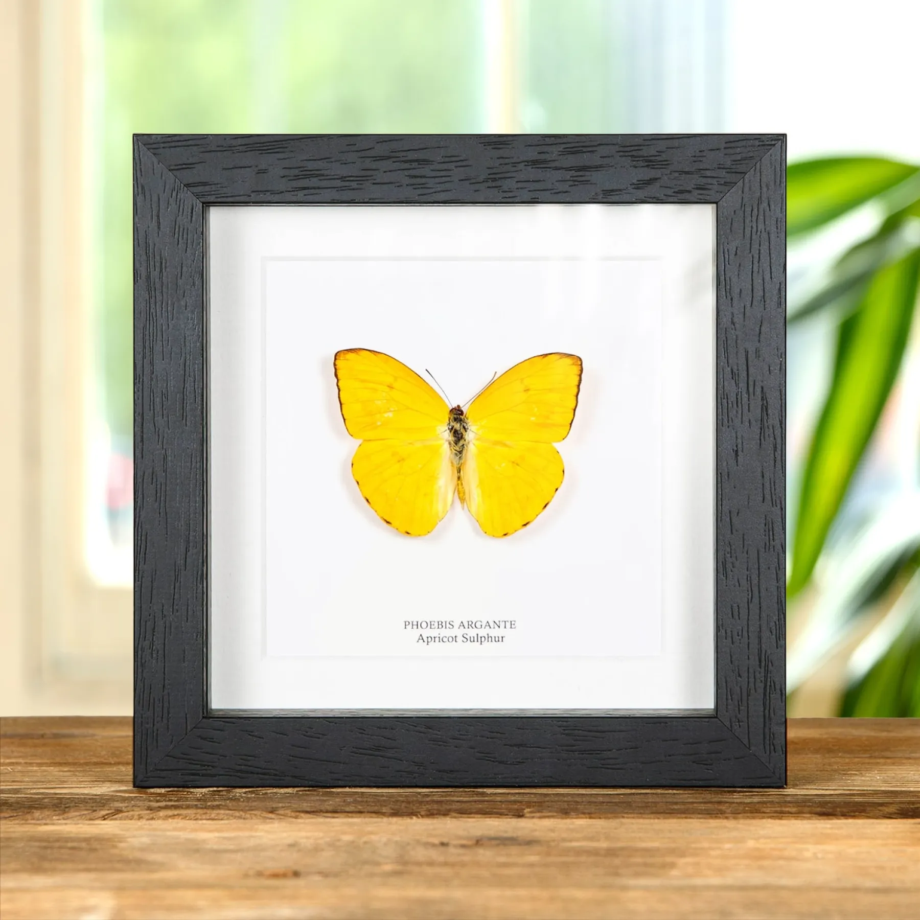 Apricot Sulphur In Box Frame (Phoebis argante) Minibeast Apricot Sulphur In Box Frame (Phoebis argante)