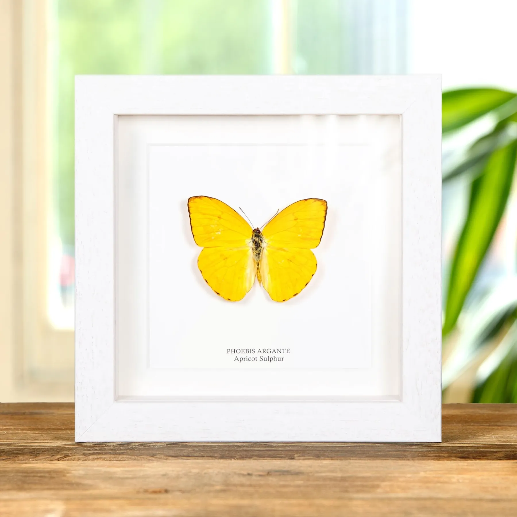 Apricot Sulphur In Box Frame (Phoebis argante) Minibeast Apricot Sulphur In Box Frame (Phoebis argante)