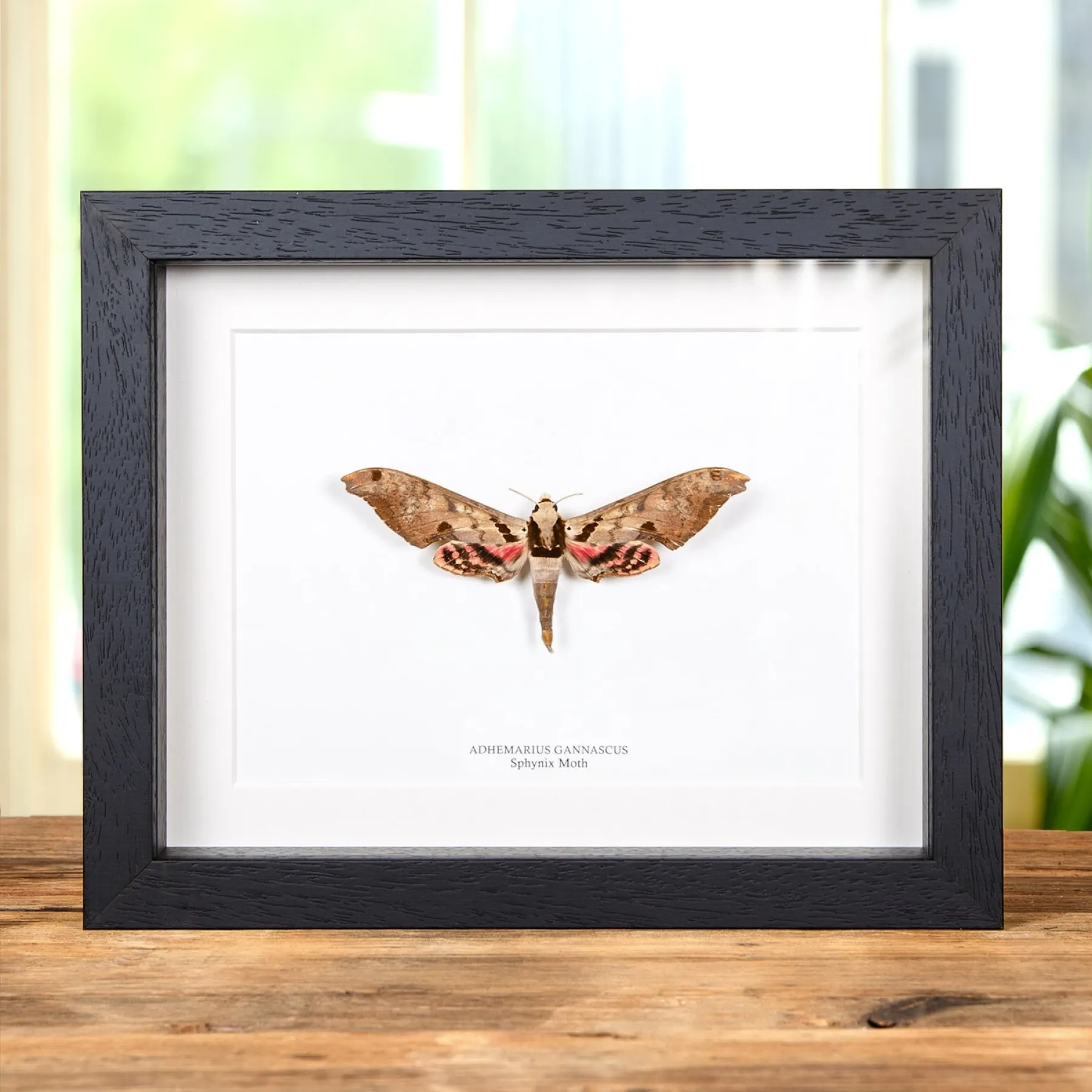 Minibeast Sphinx Moth In Box Frame (Adhemarius gannascus)