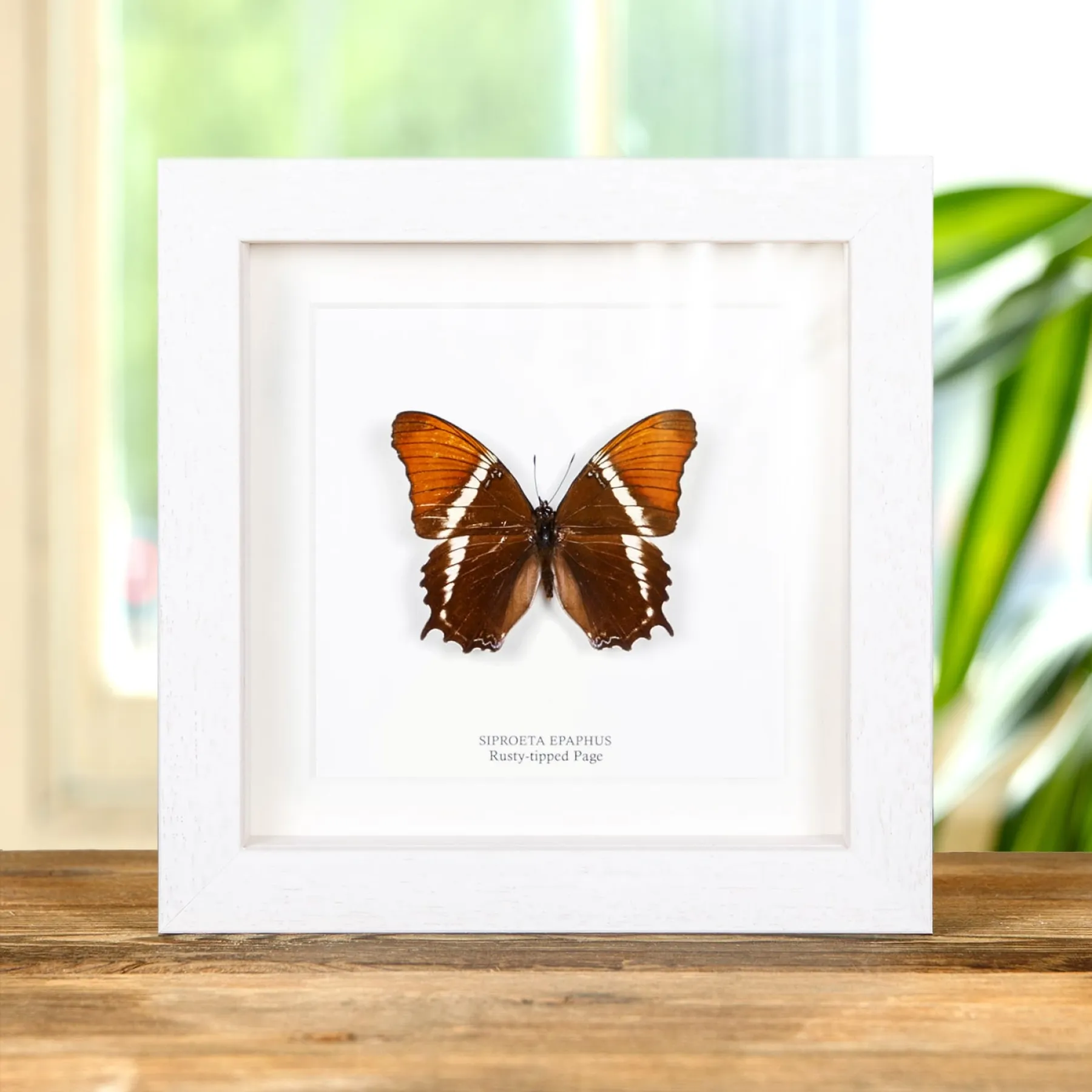 Minibeast Rusty-tipped Page Butterfly In Box Frame (Siproeta epaphus)