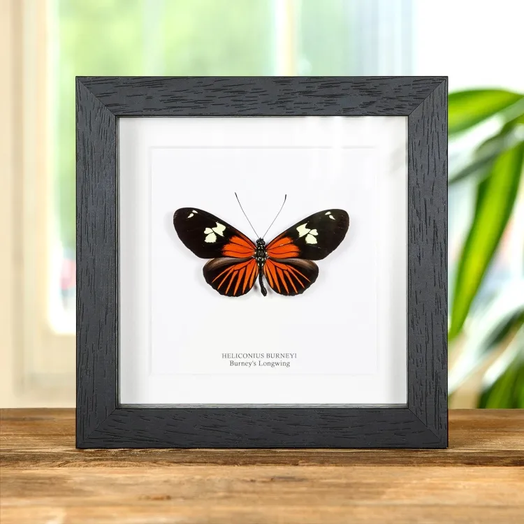 Burney's Longwing Butterfly In Box Frame (Heliconius burneyi)