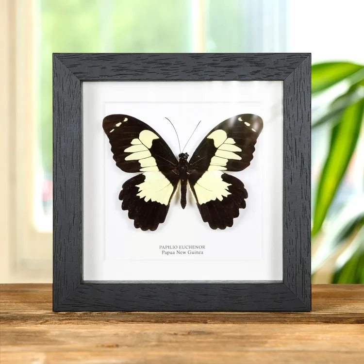 Papilio euchenor Butterfly In Box Frame From Papua New Guinea
