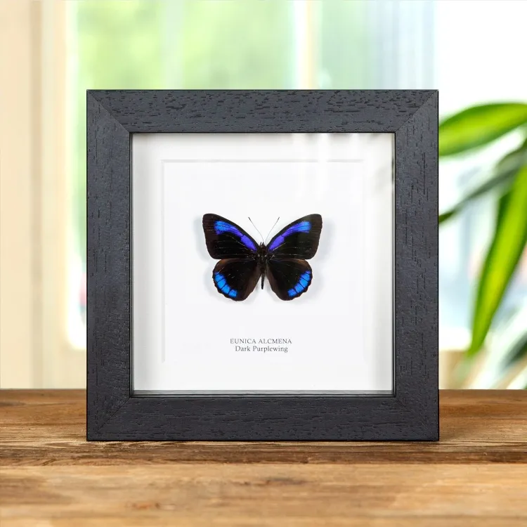Dark Purplewing Butterfly In Box Frame (Eunica alcmena)