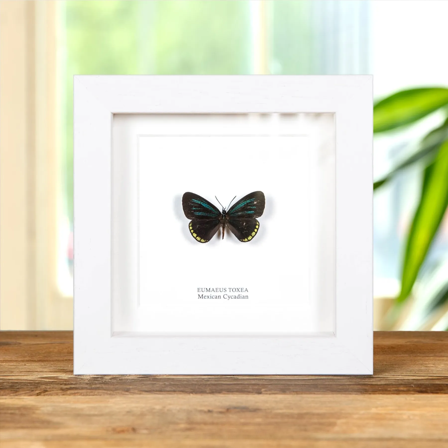 Minibeast Papillon Cyadien Mexicain dans un Cadre (Eumaeus toxea)