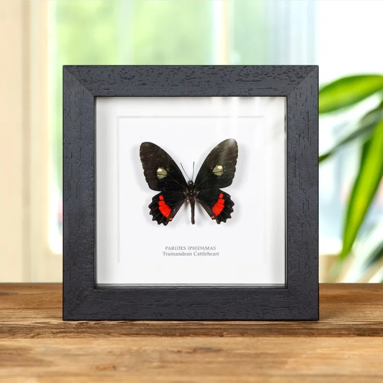 Transandean Cattleheart Butterfly In Box Frame (Parides iphidamas)