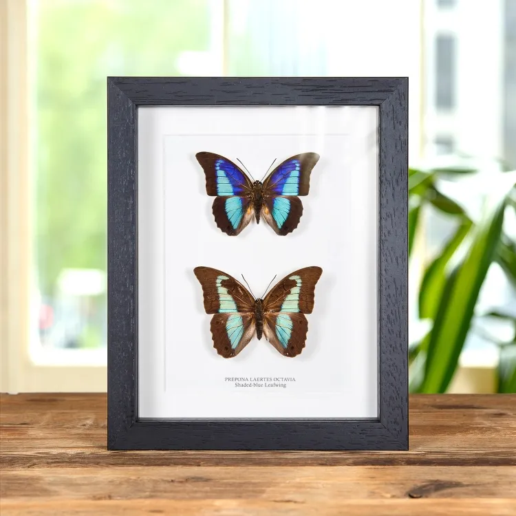 Shaded-blue Leafwing Butterfly Male & Female Pair In Box Frame (Prepona Laertes octavia)