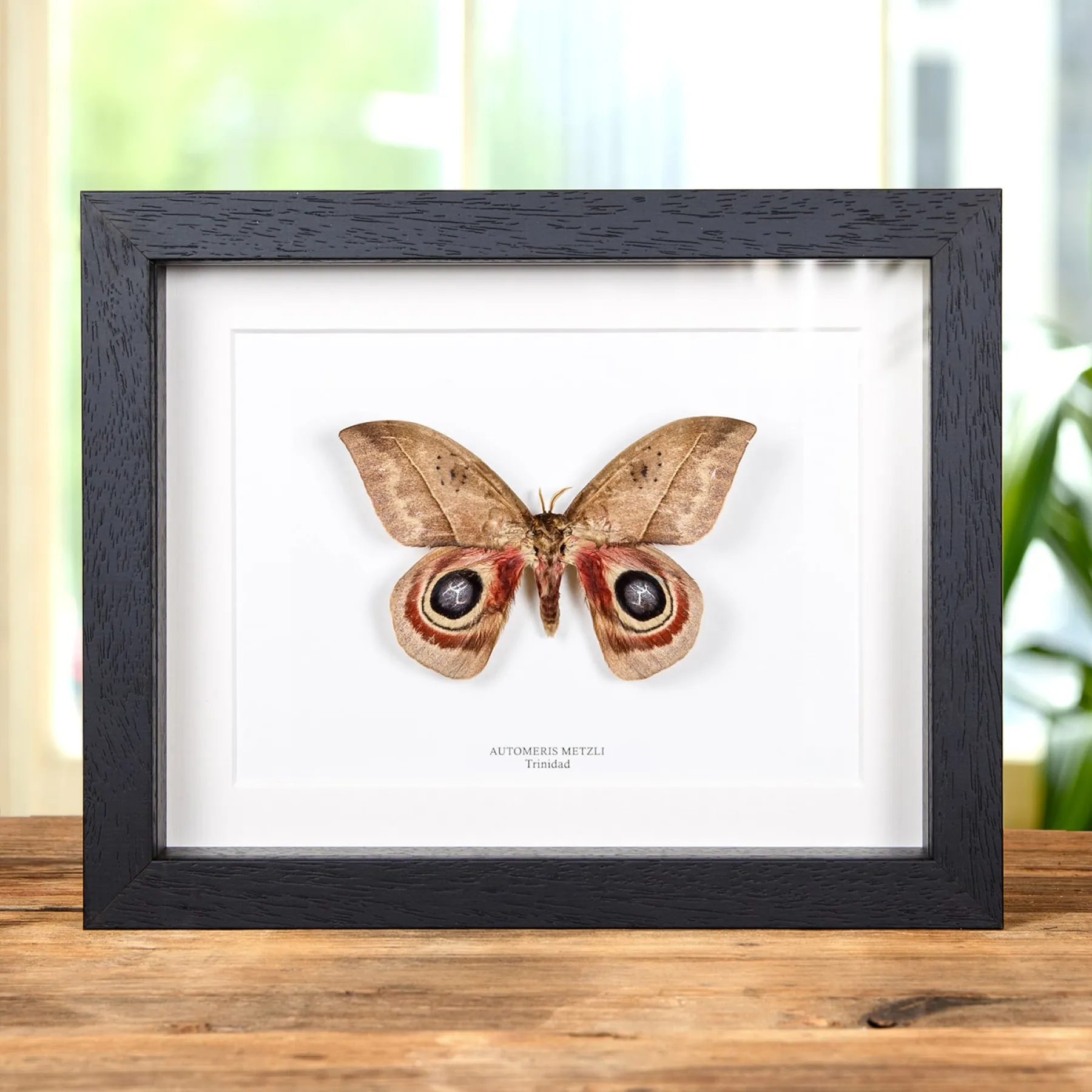 Minibeast Automeris metzli Moth In Box Frame From Trinidad