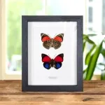 Minibeast Claudina Agrias Butterfly Pair In Box Frame (Agrias claudina)