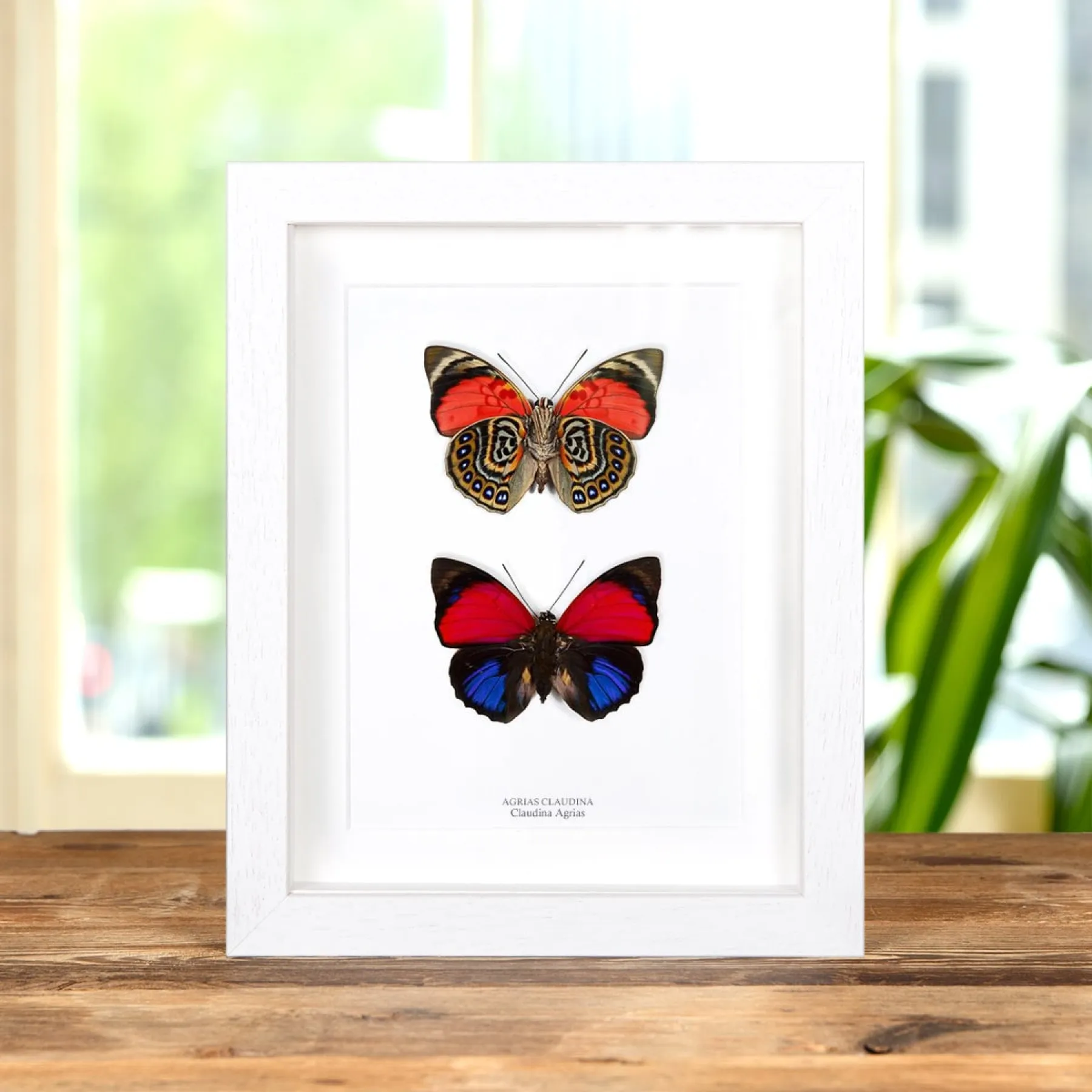 Claudina Agrias Butterfly Pair In Box Frame (Agrias claudina)