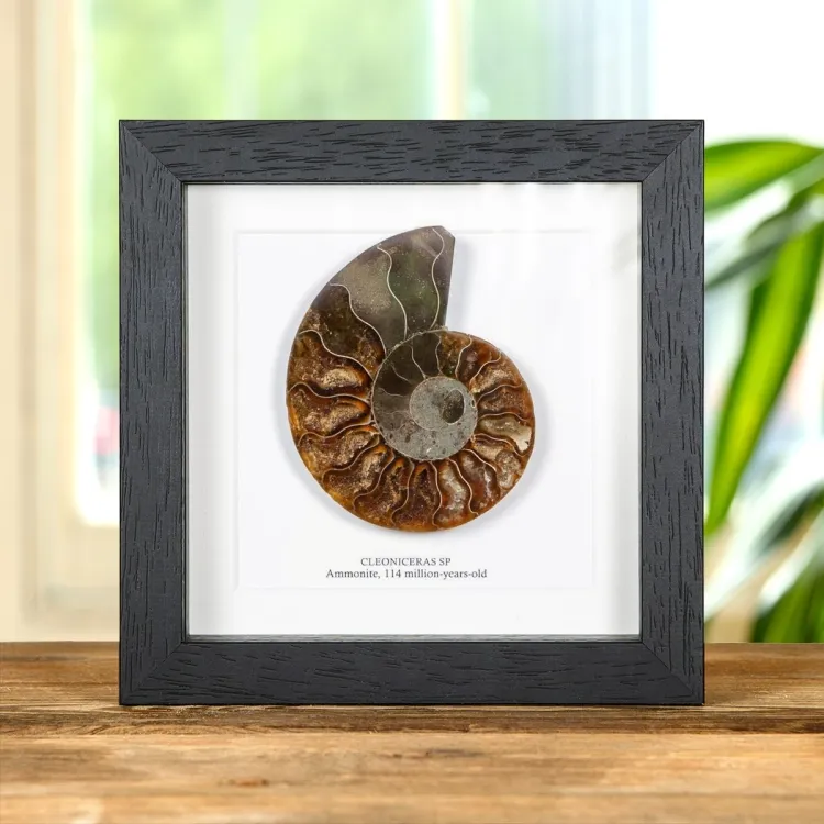 Tagliato & Fossile Di Ammonite Lucidato In Cornice (Cleoniceras sp)