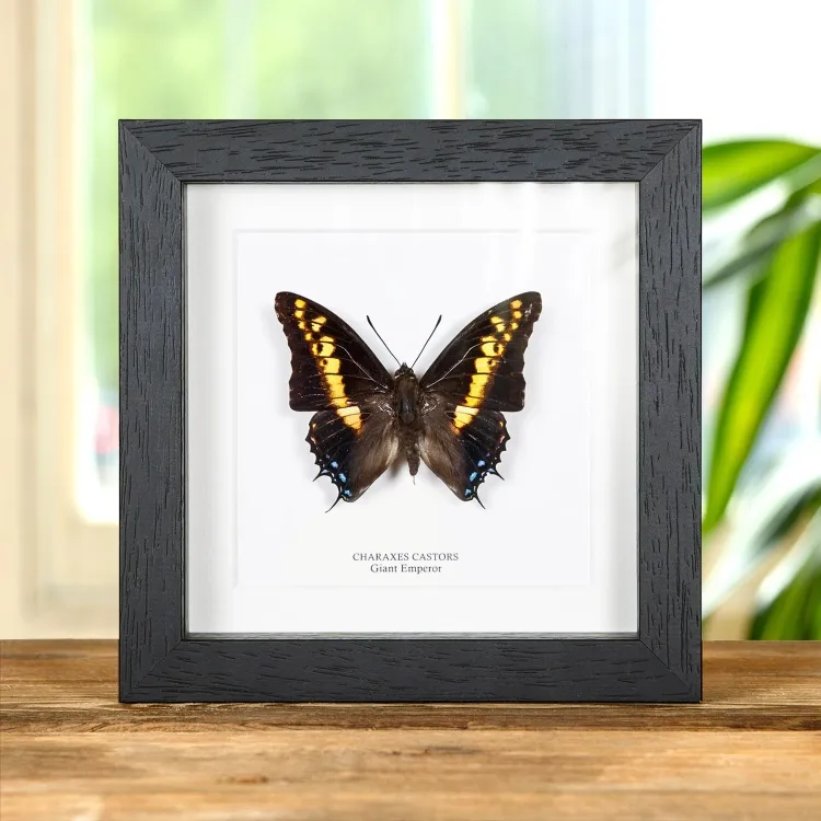 Giant Emperor Butterfly In Box Frame (Charaxes castors)