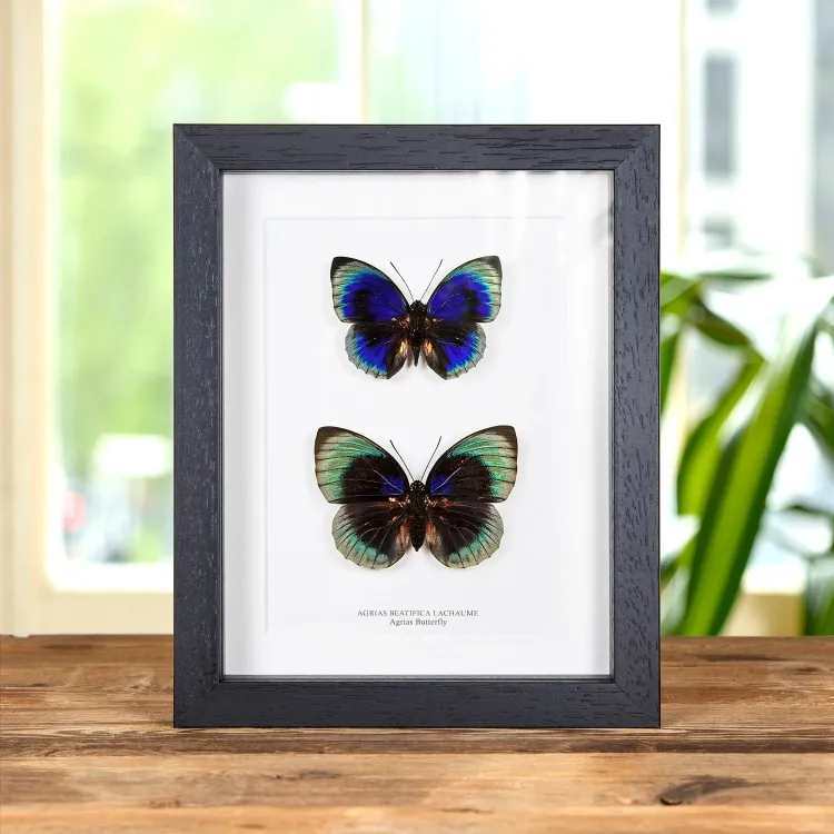 <strong>Agrias Butterfly Male & Female Pair In Box Frame (Agrias beatifica lachaume)</strong><br>Price: $150.99<br>Frame size: 7 x 9 Agrias Butterfly Male & Female Pair In Box Frame (Agrias beatifica lachaume)