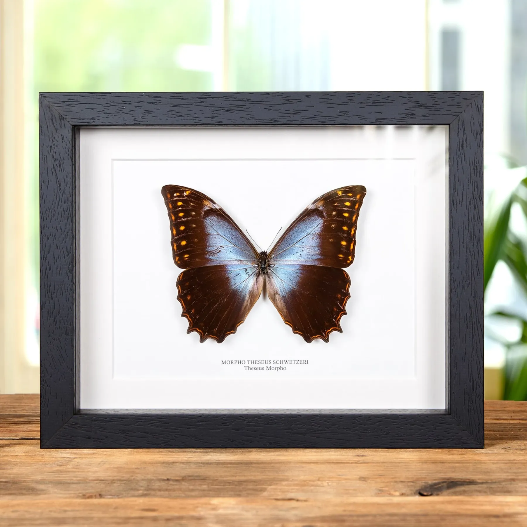 Minibeast Theseus Morpho in Cornice (Morpho theseus schewetzeri)