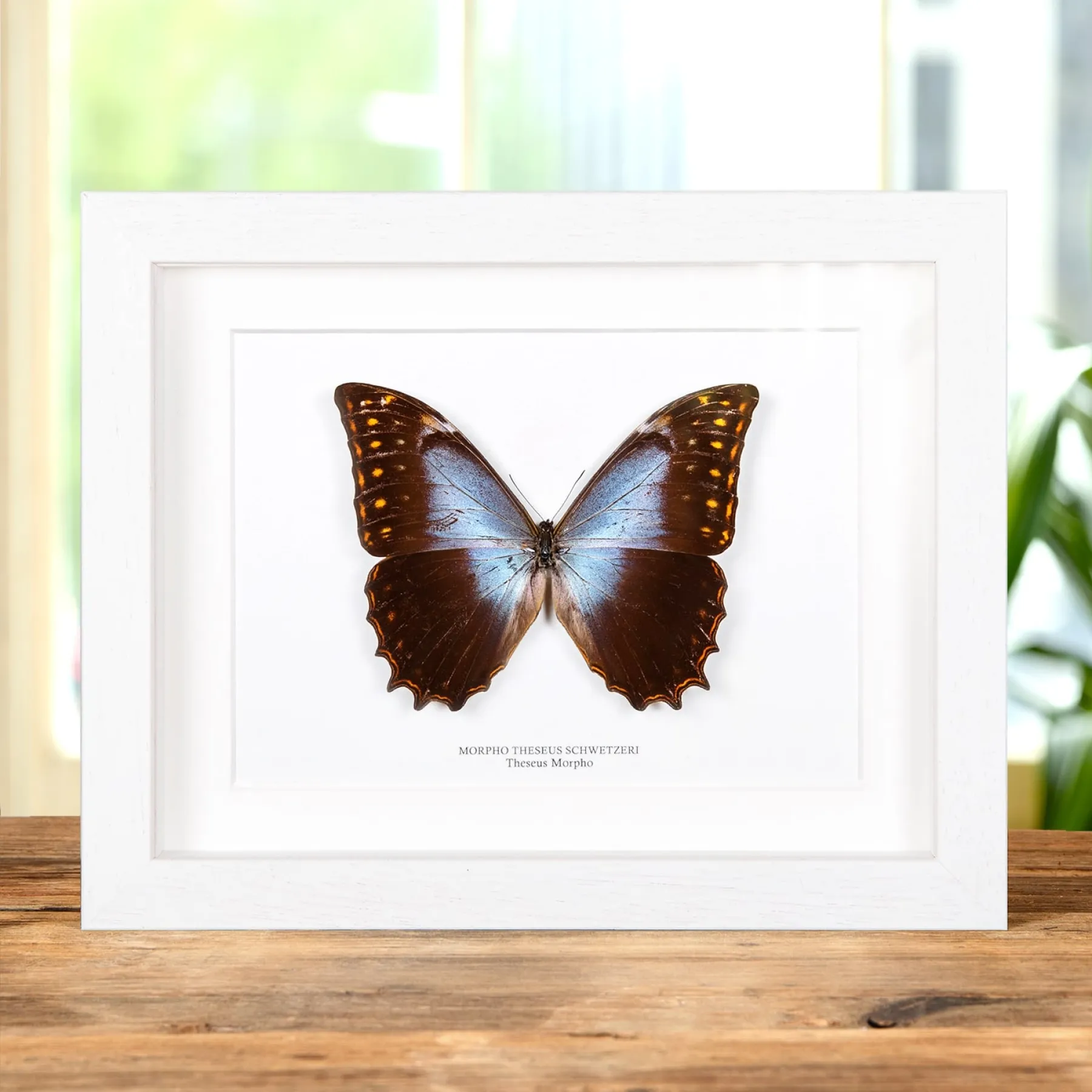 Minibeast Theseus Morpho in Cornice (Morpho theseus schewetzeri)