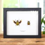 Minibeast Flower Chafer Beetle Male & Female Pair In Box Frame (Coelorrhina babaulti)