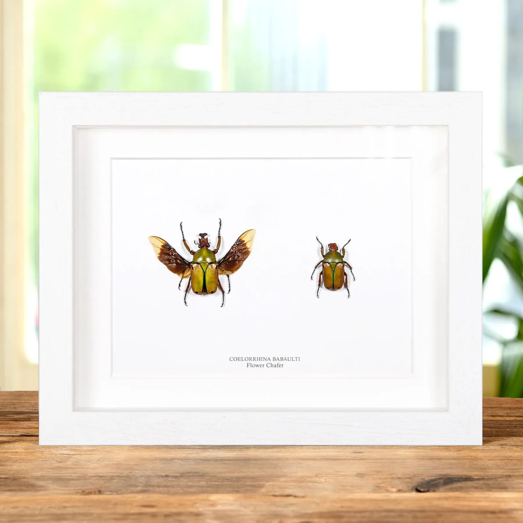 Flower Chafer Beetle Male & Female Pair In Box Frame (Coelorrhina babaulti)